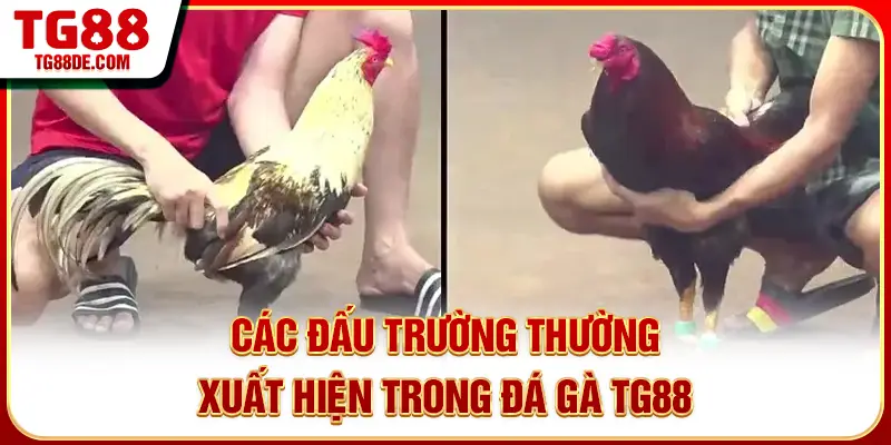 Các đấu trường thường xuất hiện trong đá gà TG88