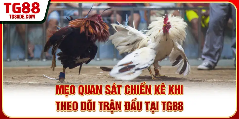 Mẹo quan sát chiến kê khi theo dõi trận đấu tại TG88